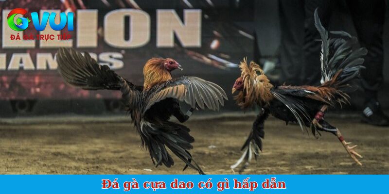 Đá gà cựa dao có gì hấp dẫn