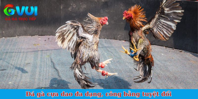 Đá gà cựa dao đa dạng, công bằng tuyệt đối