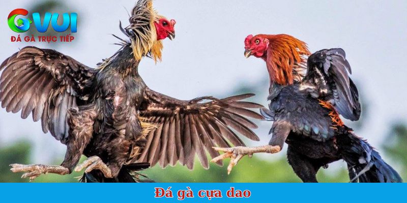 Đá gà cựa dao