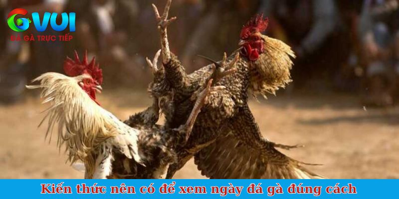 Kiến thức nên có để xem ngày đá gà đúng cách