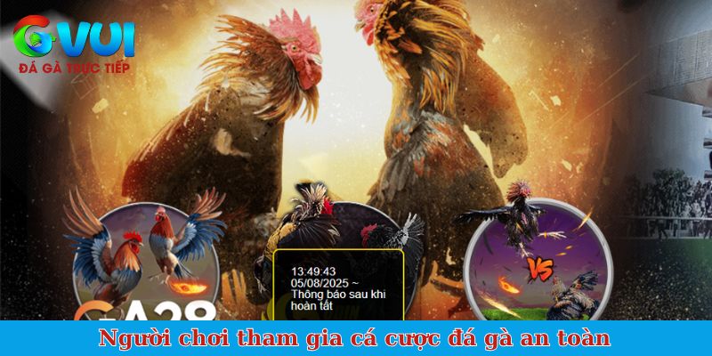 Người chơi tham gia cá cược đá gà an toàn
