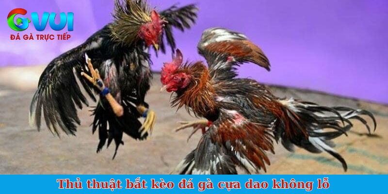 Thủ thuật bắt kèo đá gà cựa dao không lỗ