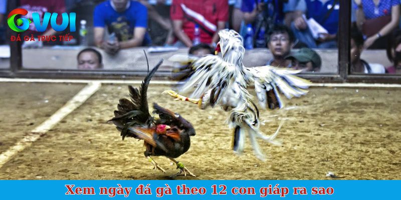 Xem ngày đá gà theo 12 con giáp ra sao