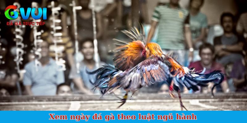 Xem ngày đá gà theo luật ngũ hành tương sinh, tương khắc