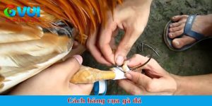 cách băng cựa gà đá
