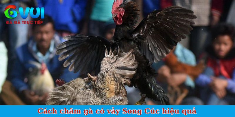 Cách chăm gà có vảy Song Cúc hiệu quả