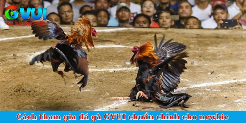 Cách tham gia đá gà GVUI chuẩn chỉnh cho newbie