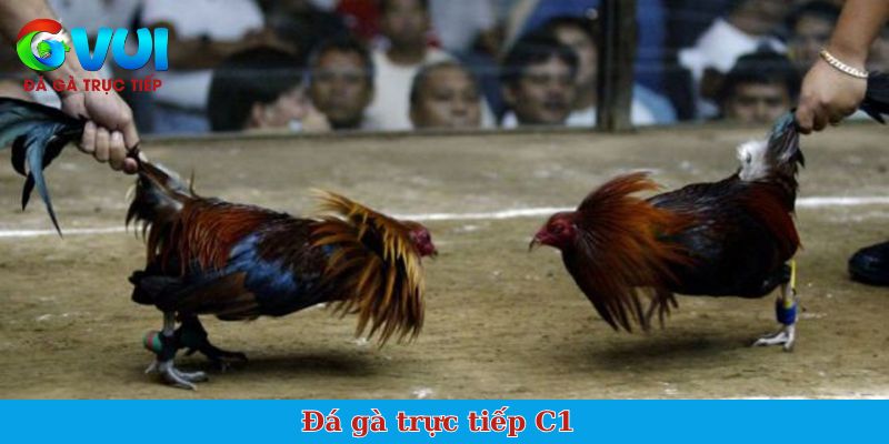 đá gà trực tiếp C1