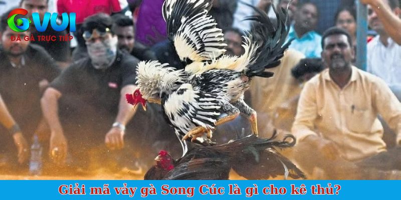Giải mã vảy gà Song Cúc là gì cho kê thủ?