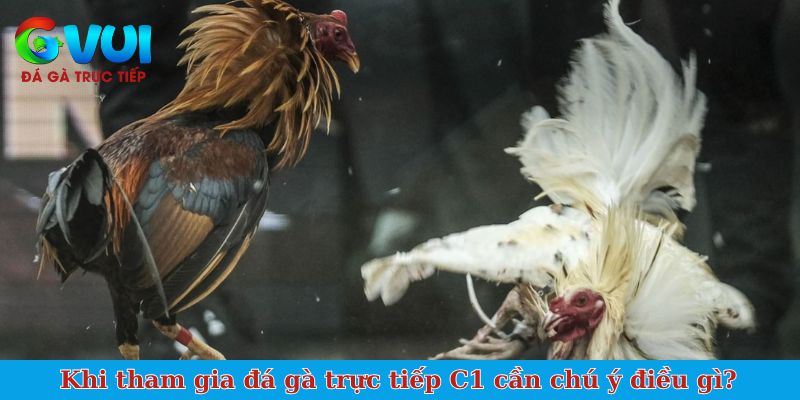 Khi tham gia đá gà trực tiếp C1 cần chú ý điều gì?
