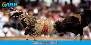 màu mạng gà đá