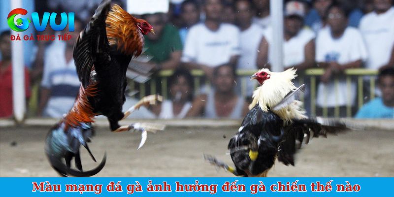 Màu mạng đá gà ảnh hưởng đến gà chiến thế nào