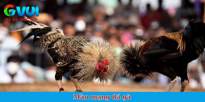 màu mạng gà đá