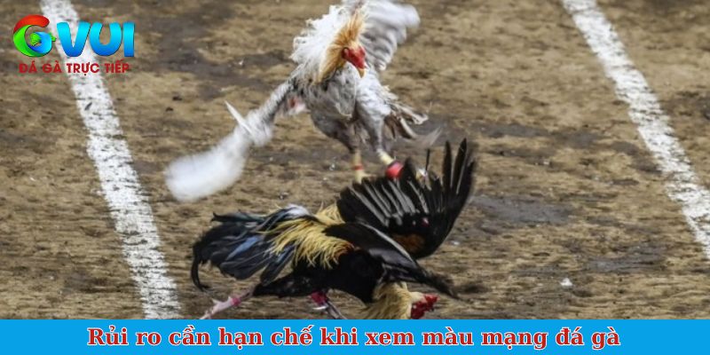 Rủi ro cần hạn chế khi xem màu mạng đá gà