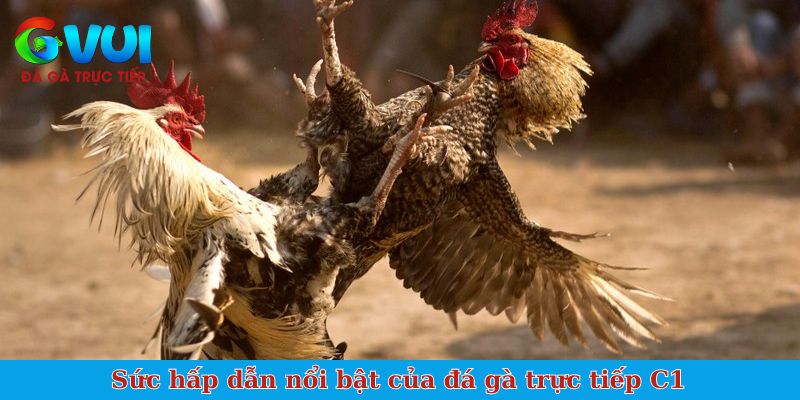 Sức hấp dẫn nổi bật của đá gà trực tiếp C1