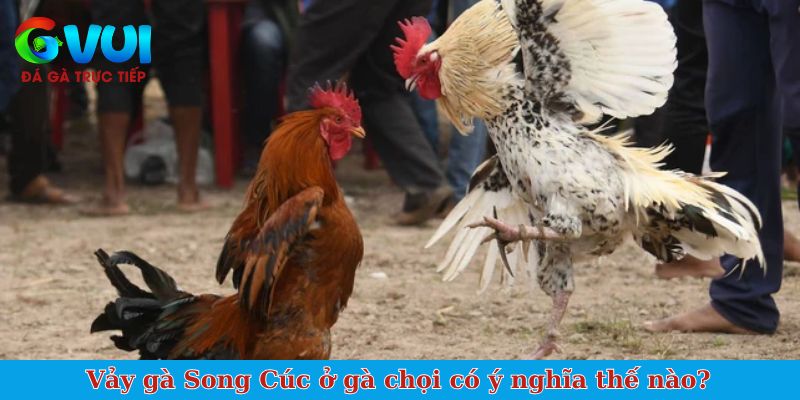 Vảy gà Song Cúc ở gà chọi có ý nghĩa thế nào?