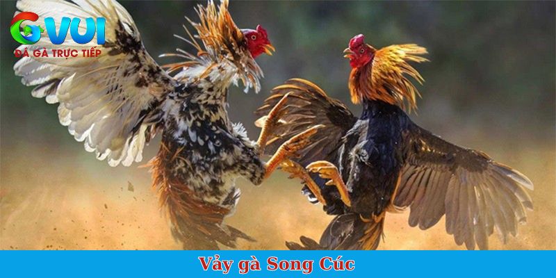 Vảy gà Song Cúc